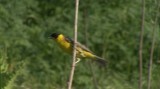 Video of Black-headed Bunting - Black-headed Bunting in very hot summer with water